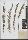 Foto von Salix viminalis L.